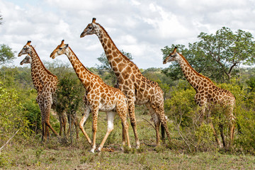 Giraffe family walking in the Sabi Sands Game Reserve in the Greater Kruger Region in South Africa