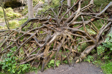 The cleaned roots of a reversed tree.