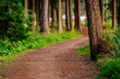 Tourist Hike trail in the Magical Moody Woods - Partly Blurred Photo