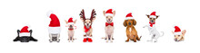 Big Team Row Of Dogs On Christmas Holidays