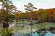 Fall Color on Cypress Trees in Bayou of Caddo Lake in East Texas