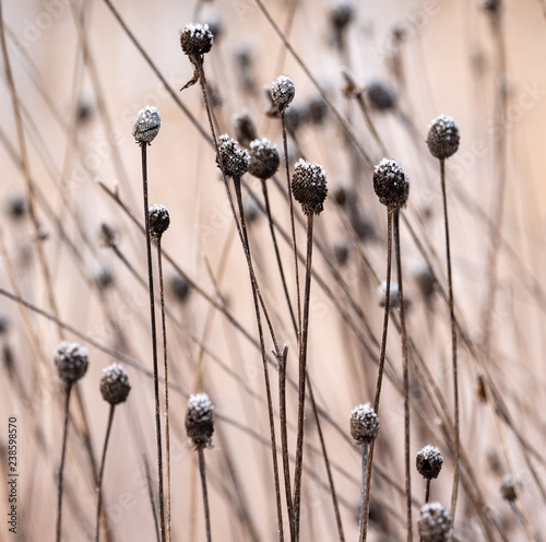 Fotografie, Obraz Long stemmed flowers dried and cover with frost