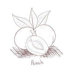 Wall Mural - Peach. Fruit. Sketch. On a white background.