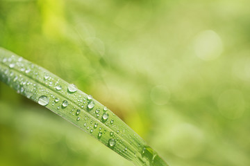 Wall Mural - drop of dew in morning on leaf with sun light