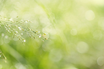 Wall Mural - Drop of dew in morning on leaf with sun light