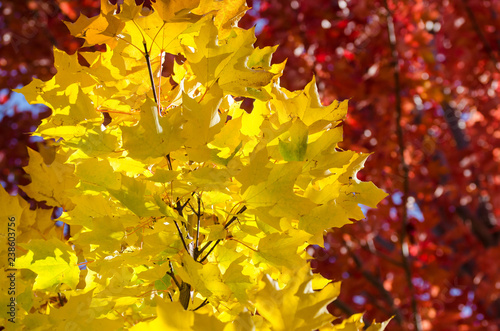Fotografie, Obraz Golden Maple Leaves Exhibiting the Elegance of Autumn