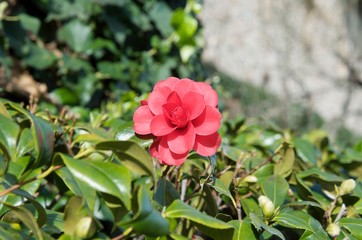 Wall Mural - red flower closetp