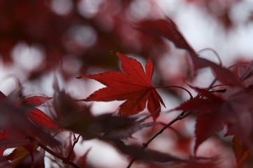 red maple leaf closeup