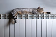 A tiger cat relaxing on a warm radiator
