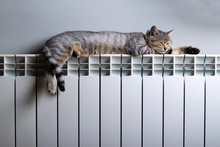 A Tiger Cat Relaxing On A Warm Radiator