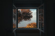 © Julia Nimke - An open window with trees outside