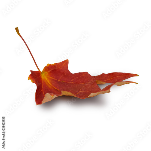 Fotografie, Obraz Isolated Autumn Leaves on white background