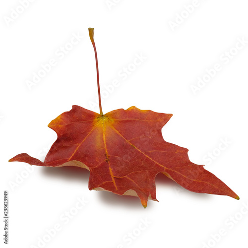 Fotografie, Obraz Isolated Autumn Leaves on white background