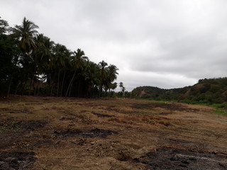 palmas en la orilla del río