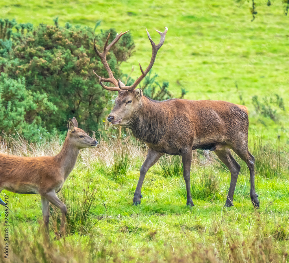 Red deer sightings during the annuall fall rut, including stag battles ...