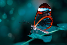 Beautiful Butterfly Sitting On Flower In A Summer Garden