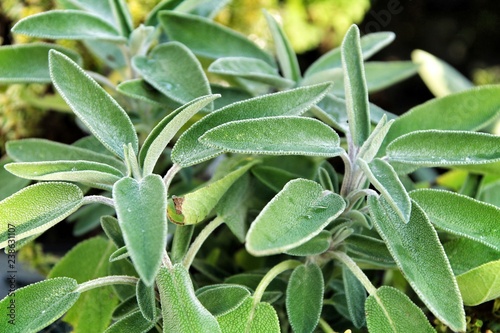 Fotografía Beautiful Salvia Officinalis leaves texture