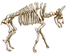 Engraving Illustration Of Bison Skeleton