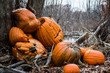 © Amanda - Pile of discarded pumpkins left in the woods after the Halloween season ends