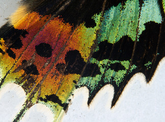 macro madagascan sunset moth Chrysiridia rhipheus wingtip 2