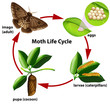 Moth life cycle diagram