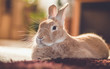 Rufus bunny rabbit relaxes next to shag carpet in warm tones, vintage setting