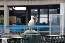 Seagull Bird Perched On Blue And Gray Steel Metal Fence Post At Public Pier Or Wharf. 