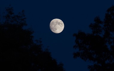full moon framed by trees