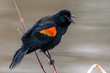 Male Red-winged Blackbird on a branch by a pond