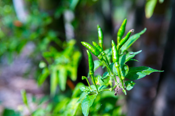 green plant in the garden