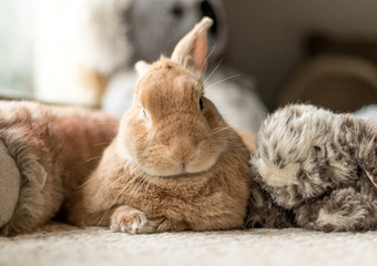 Canvas Print - Rufus bunny rabbit looks cute surrounded by plush fluff toys in soft lighting, neutral tones