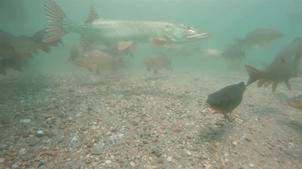 Wall Mural - Freshwater fish Northern pike (Esox lucius) swimming with carps in the beautiful clean pound. Underwater footage with nice bacground and natural light. Wild life animal. Swimming predator fish in the 