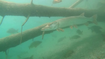Wall Mural - Freshwater fish Northern pike (Esox lucius) in the beautiful clean pound. Underwater footage with nice bacground and natural light. Wild life animal. Swimming predator fish in the sun.