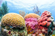 Coral Reef, Belize - Colorful Barrier Reef Photo