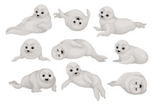 Flat Vector Set Of Cute Seal Pups In Different Poses. Arctic Animal With Gray Coat And Black Shiny Eyes. Marine Mammal