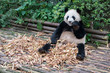 Panda (Mei Lan) eating bamboo
