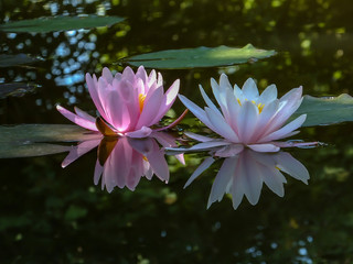 Early morning of two water lily or lotus flower Marliacea Rosea. Pink and white nymphaeas glow with a clear reflection in the black water of the pond. Selective focus. Nature concept for design