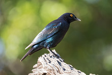 Cape Glossy Starling (Lamprotornis Nitens) On A Branch In Namibia