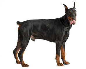 Wall Mural - Doberman isolated on white background