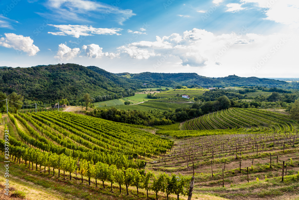 The beautiful vineyard of Collio, Friuli Venezia-Giulia, Italy - obrazy, fototapety, plakaty 