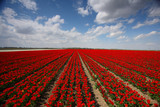 Fototapeta Tulipany - The magical view of the tulip field and the tulip field