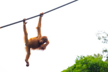 Little Orangutan On The Rope