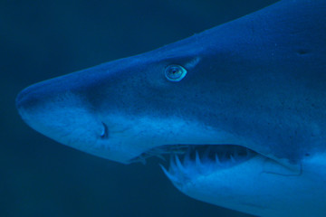 Close up of Ragged Tooth Shark in Cape Town