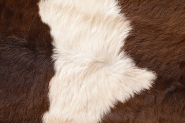 Dried white and brown skin of cow with soft hair feeling smooth and tender when touch.