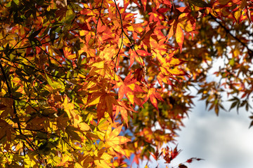 Wall Mural - Takatsudo Gorges wrapped in autumn leaves / Takatsudo Gorges is a valley in Takatsudo Omama-machi, Midori-city, Gunma Prefecture, Japan.