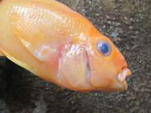 Close Up Of Red Devil Fish Head