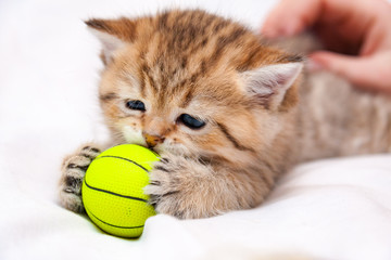 Wall Mural - Little red British kitten playing with a yellow ball. A small British cat caught a yellow ball with his paws and sniffs it.