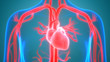 Human Circulatory System Anatomy