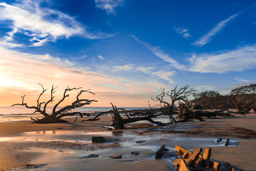 Wall Mural - Driftwood Beach in Georgia