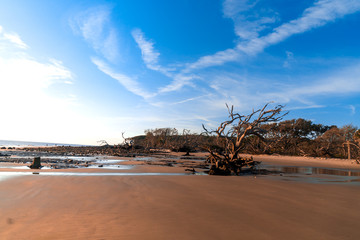 Wall Mural - Driftwood Beach in Georgia